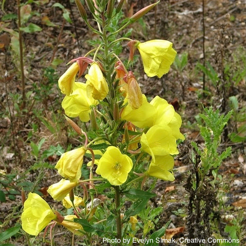 Yellow Evening Primrose